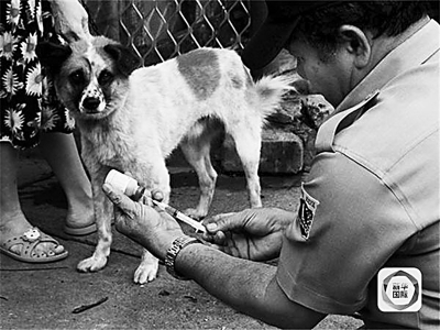 最新狂犬病新闻-最新狂犬病疫情动态