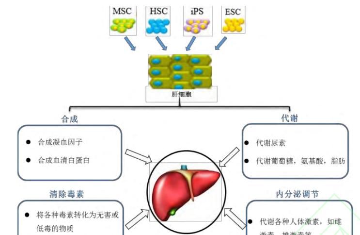 前沿干细胞技术攻克肝硬化