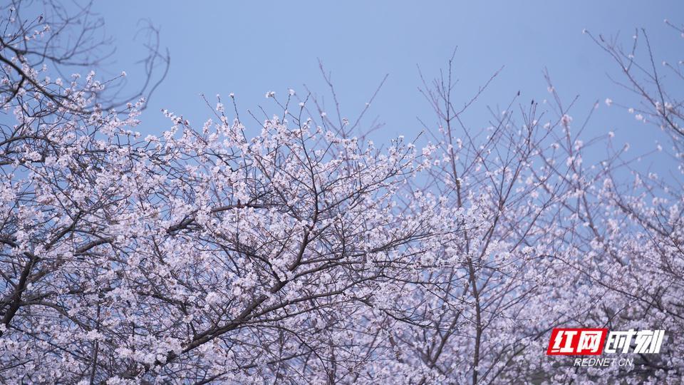 长沙七日升最新消息｜长沙七日升动态速递