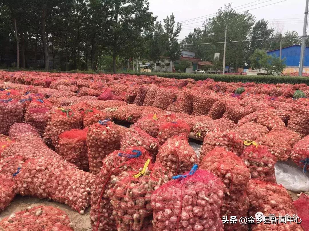 今日金乡大蒜市场行情实时动态揭晓